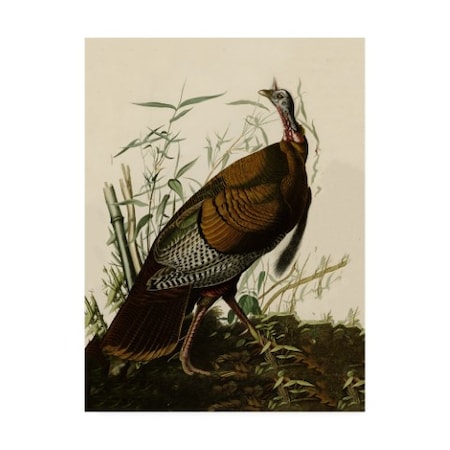 John James Audubon 'American Wild Turkey Cock' Canvas Art,18x24